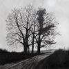 three-trees-in-winter