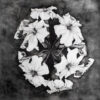 white-flowers-in-circle