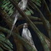 birds-at-night