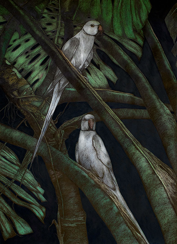 birds-at-night
